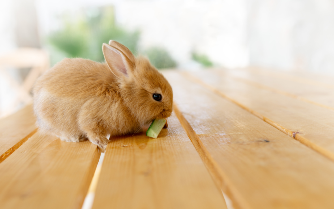 A Guide to Rabbit Wellness Care for Pet Owners in Knoxville