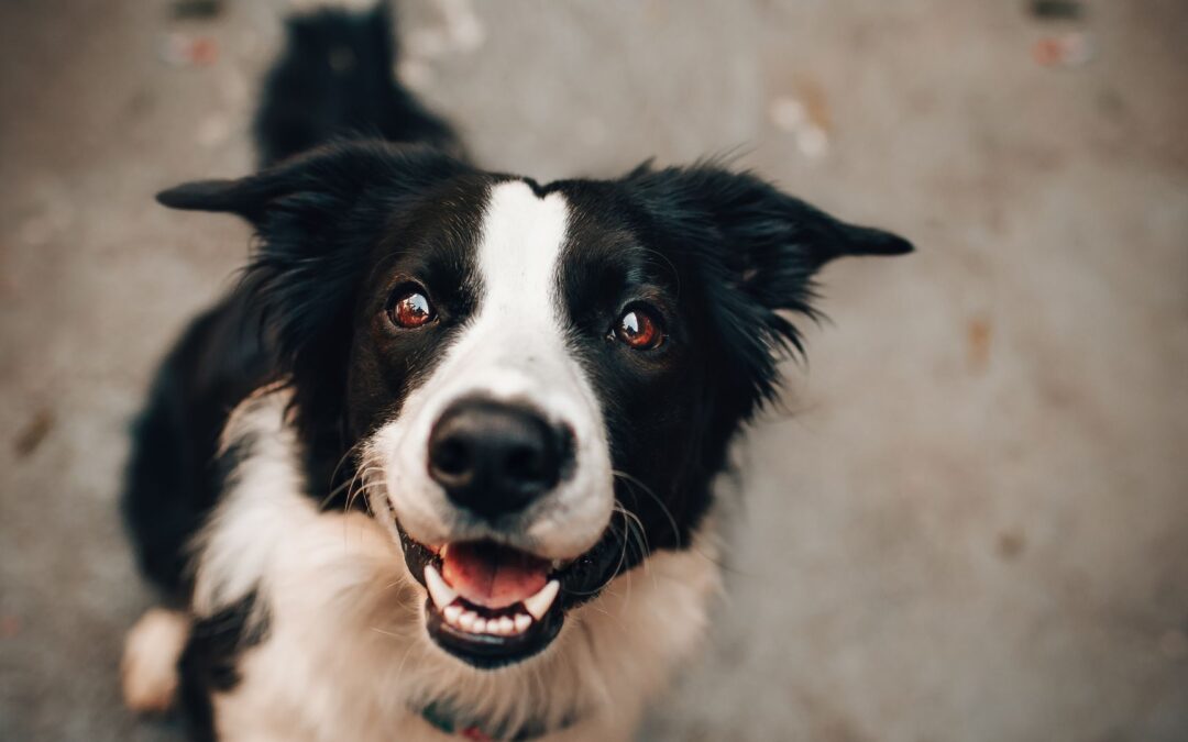 Unlocking Your Pet’s Potential: Pet DNA Testing in Fountain City, TN