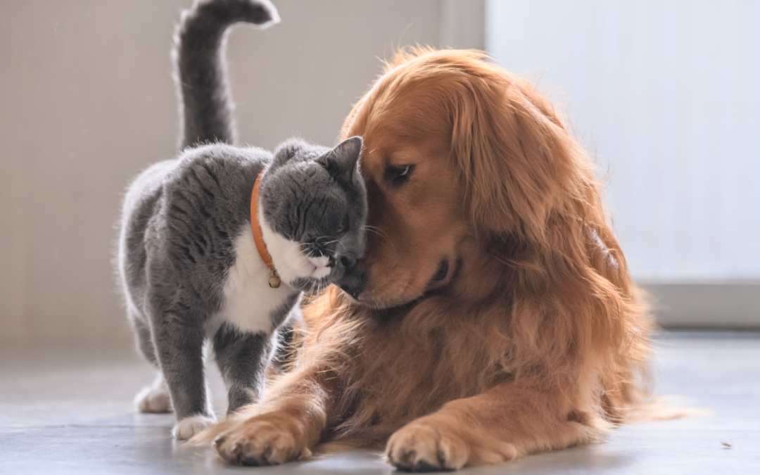 Puppy and Kitten Care Tips